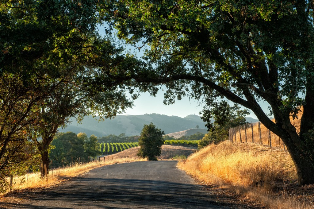 Sonoma Napa Road